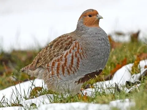 Avatar of Grey Partridge