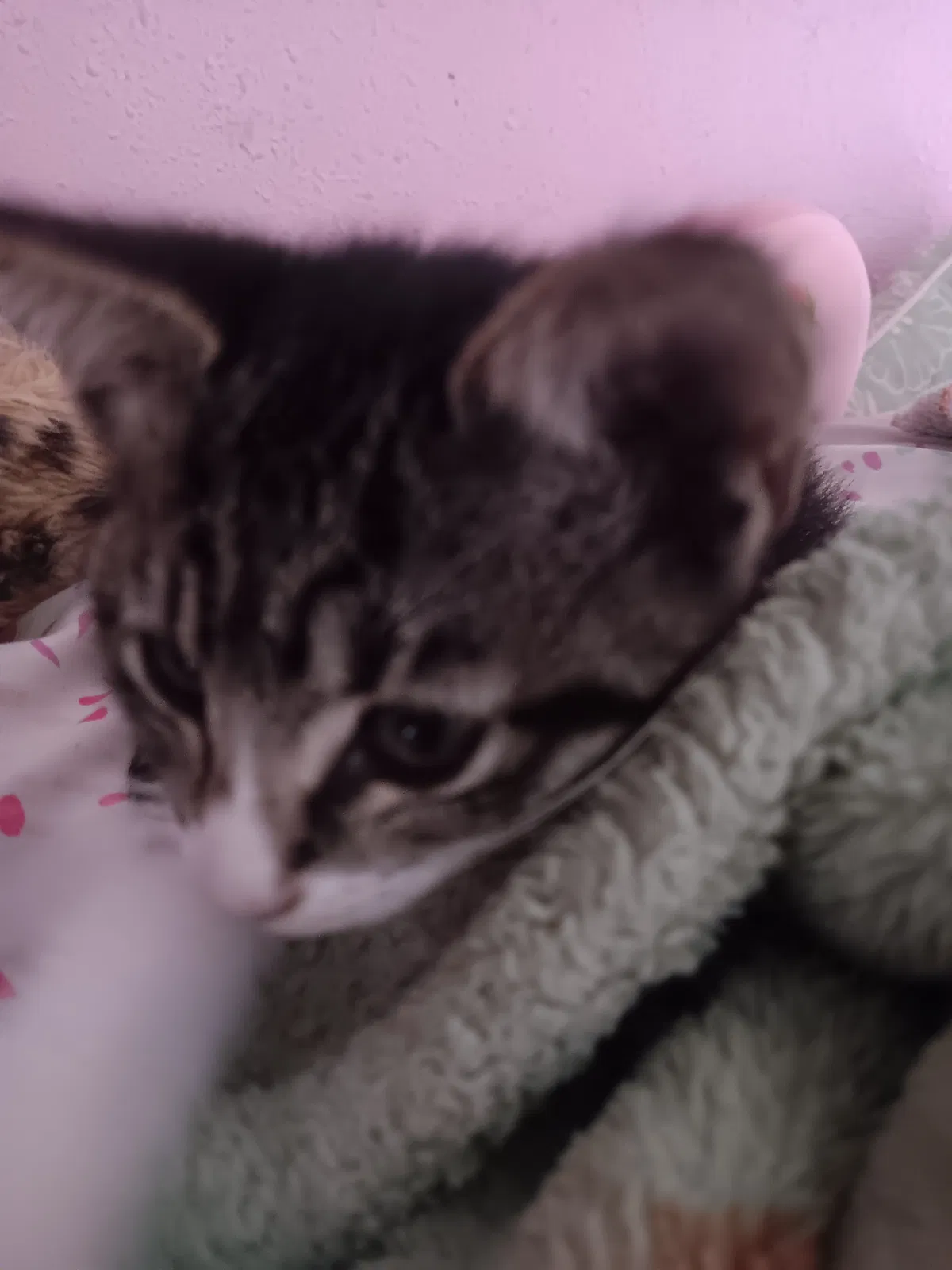 Avatar of New cat