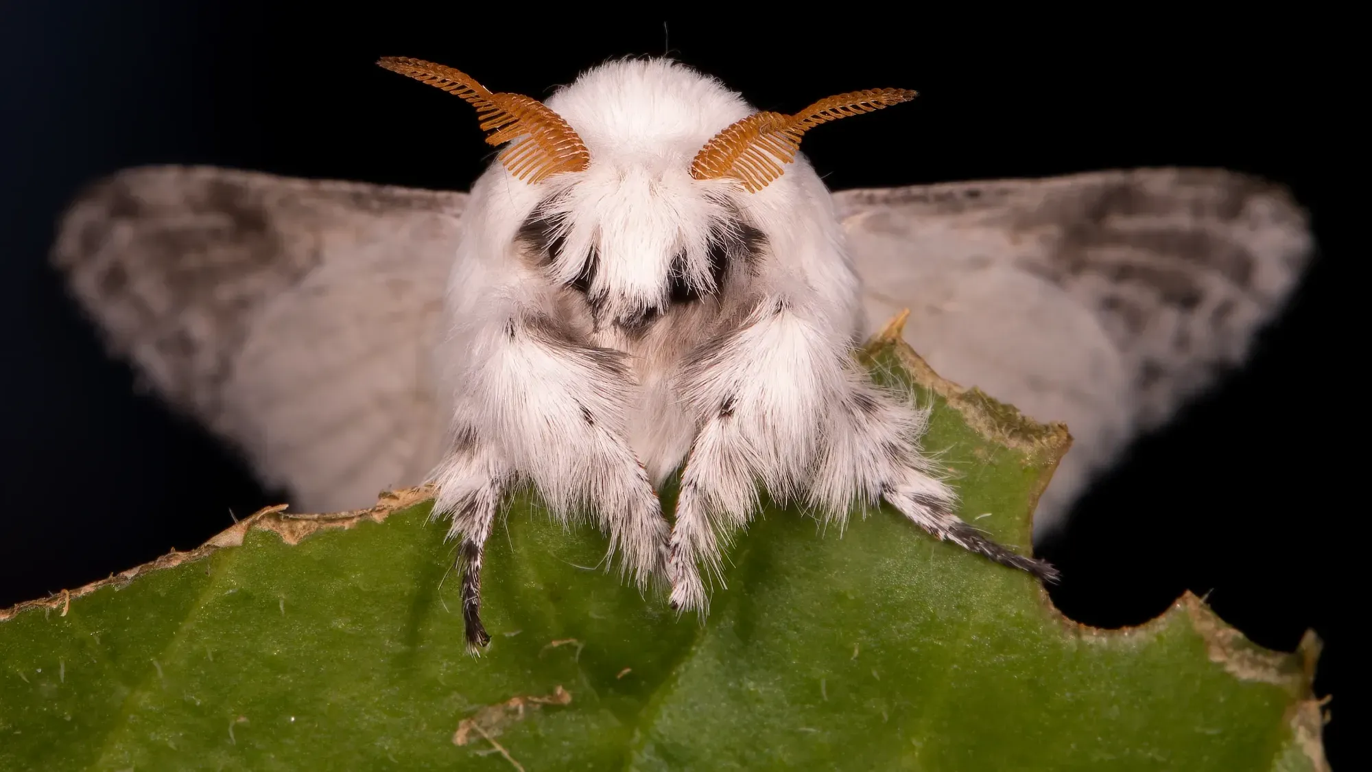 Avatar of Luna the Moth
