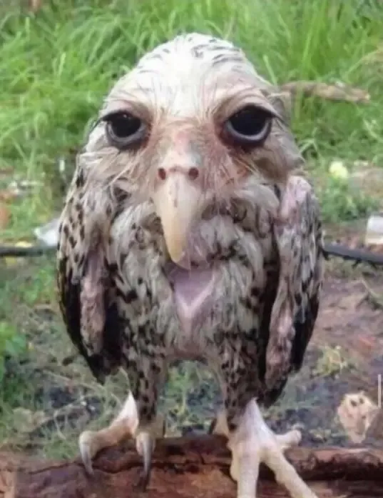 Avatar of SCP-914