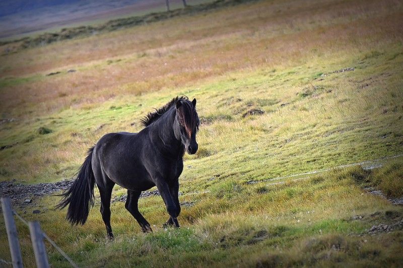 Avatar of Horse, literally just a horse.