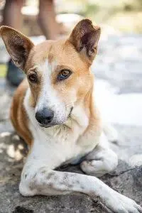 Avatar of Amber, the Stray Dog