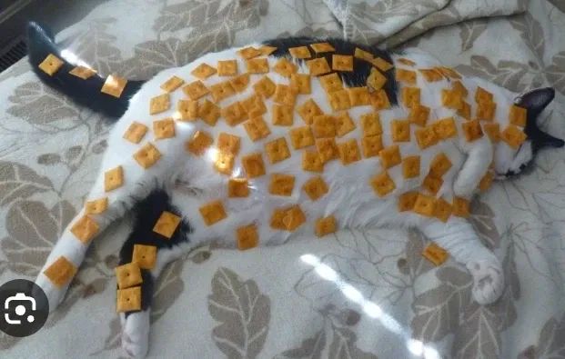 Avatar of Cheezitconnorcat (me!)