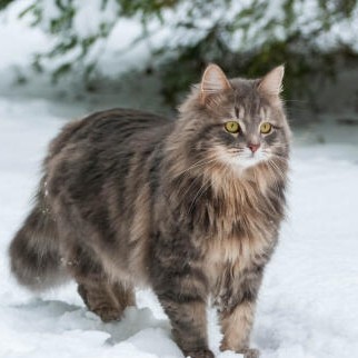 Avatar of Cat