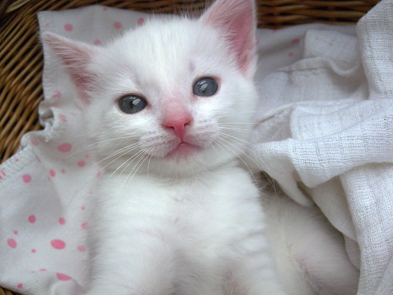 Avatar of kitten