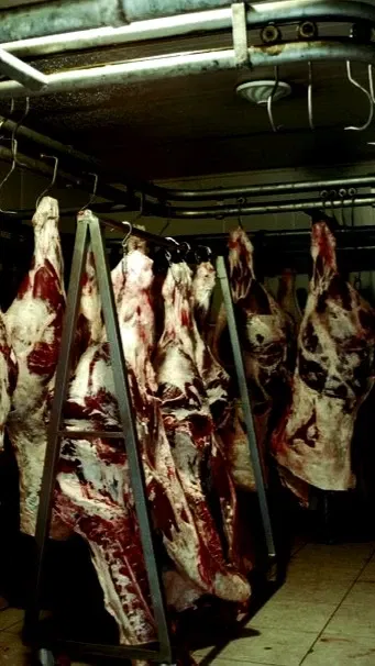 Avatar of Archer Domani | The butcher