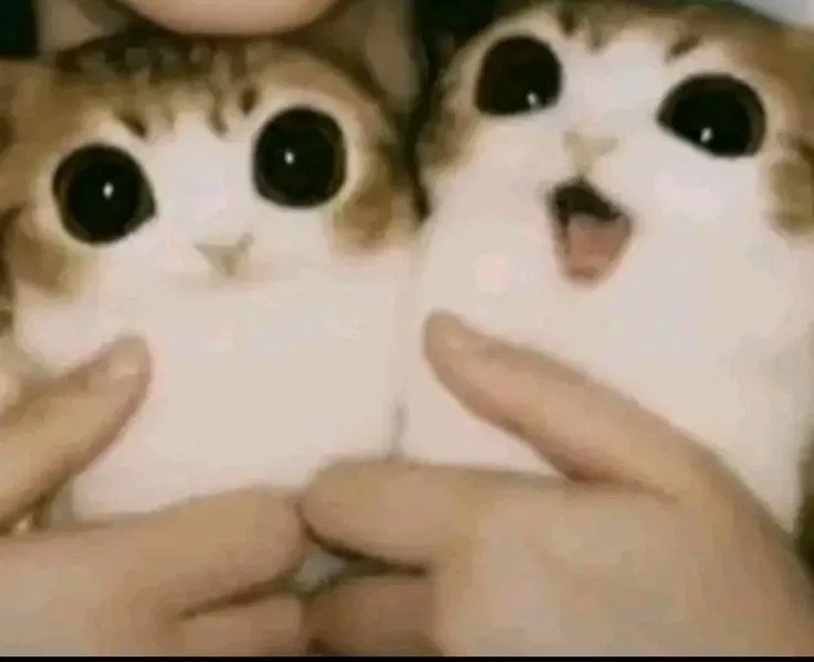 Avatar of Meowls