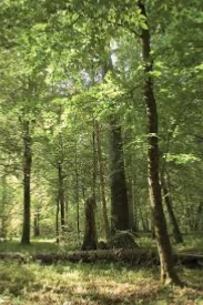 Avatar of Fertile Forest [FUTA]