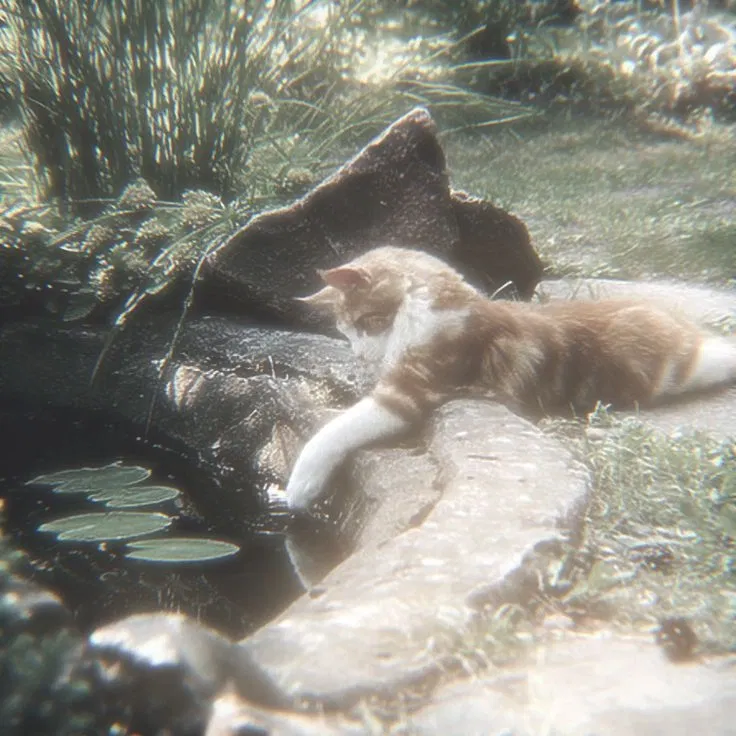 Avatar of Charlie Weasley