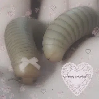 Avatar of Maggot SA...