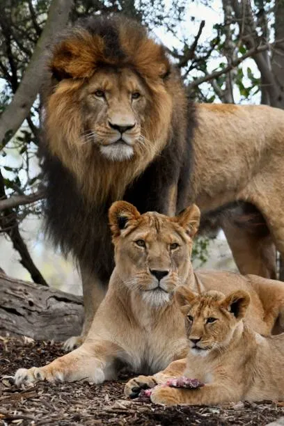 Avatar of Lion pride