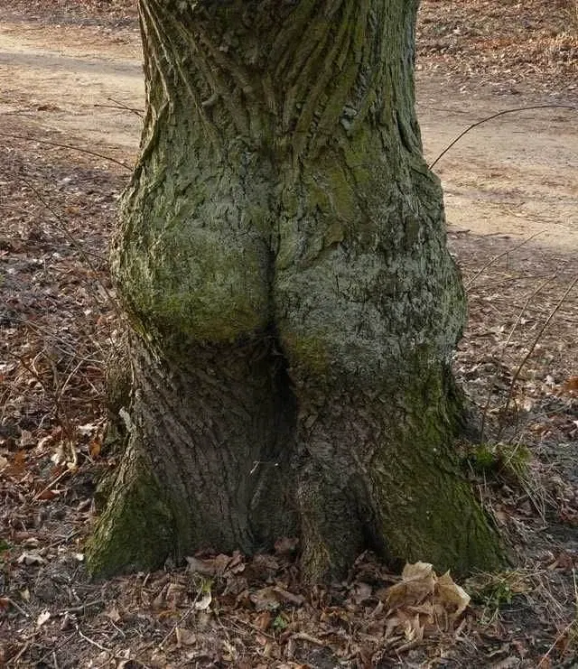 Avatar of Sexy Wood