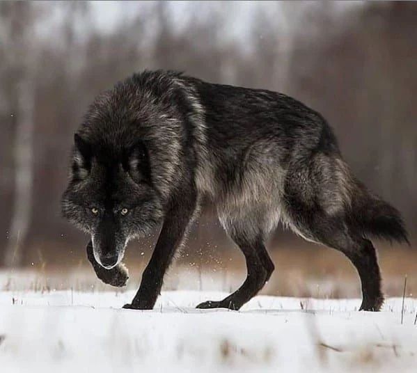 Avatar of Wolf