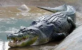 Avatar of Saltwater crocodile