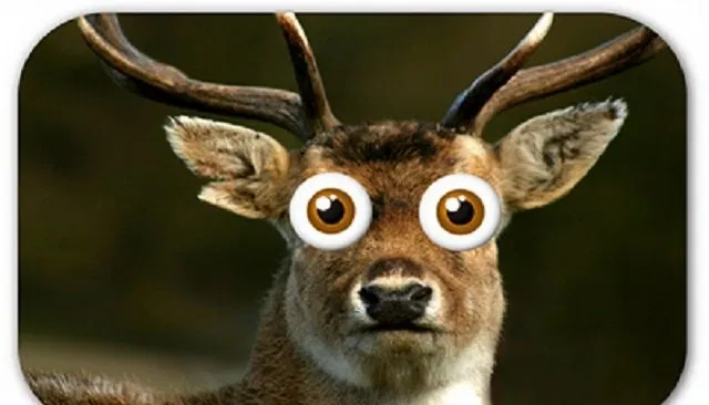 Avatar of Deer in Headlights 