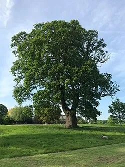 Avatar of The Oak Tree