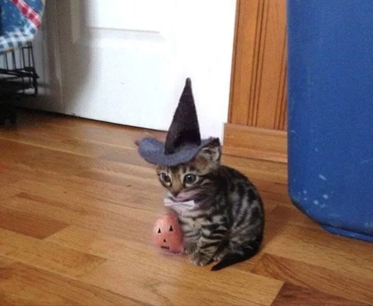 Avatar of HAPPY HALLOWEEN 