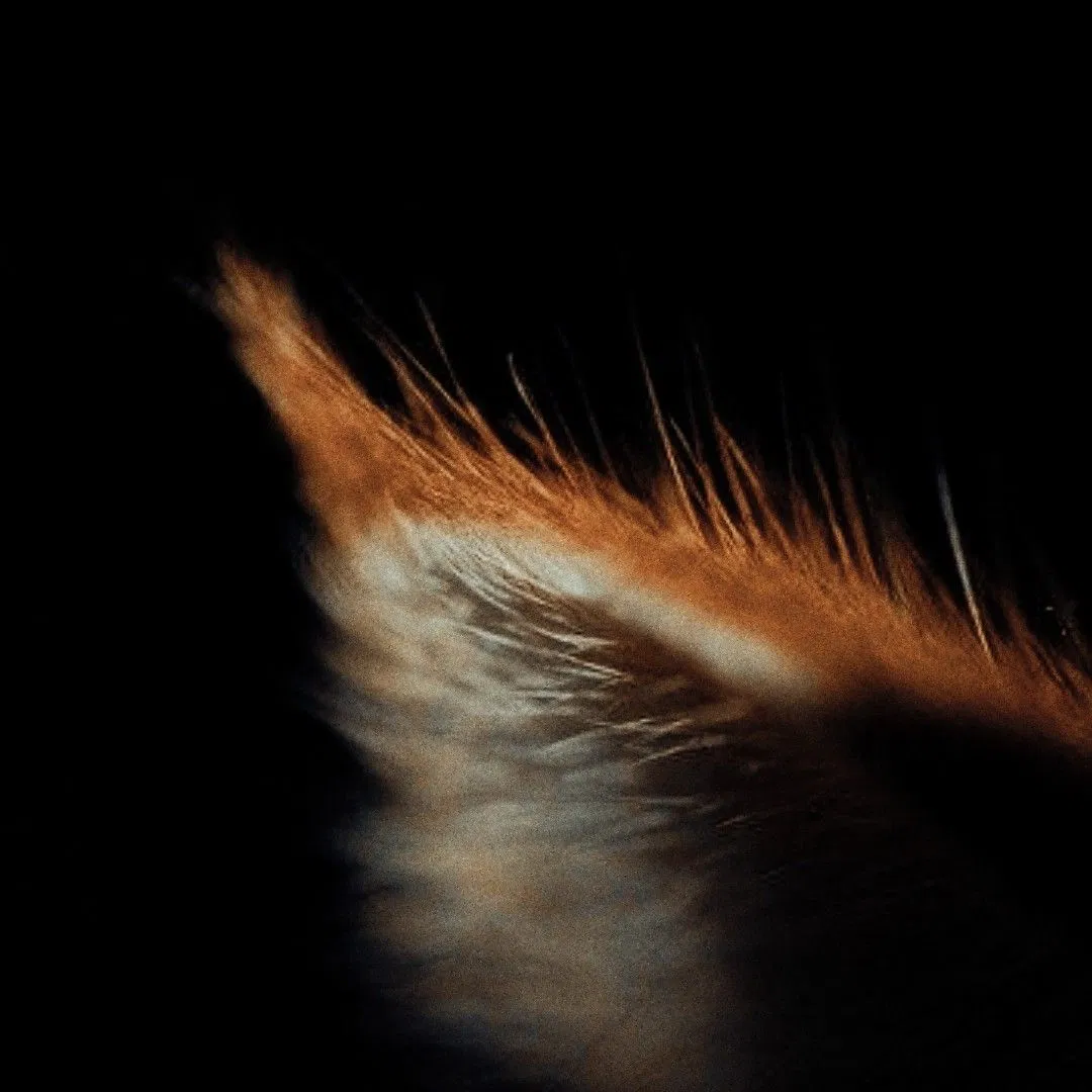 Avatar of Foxgirl