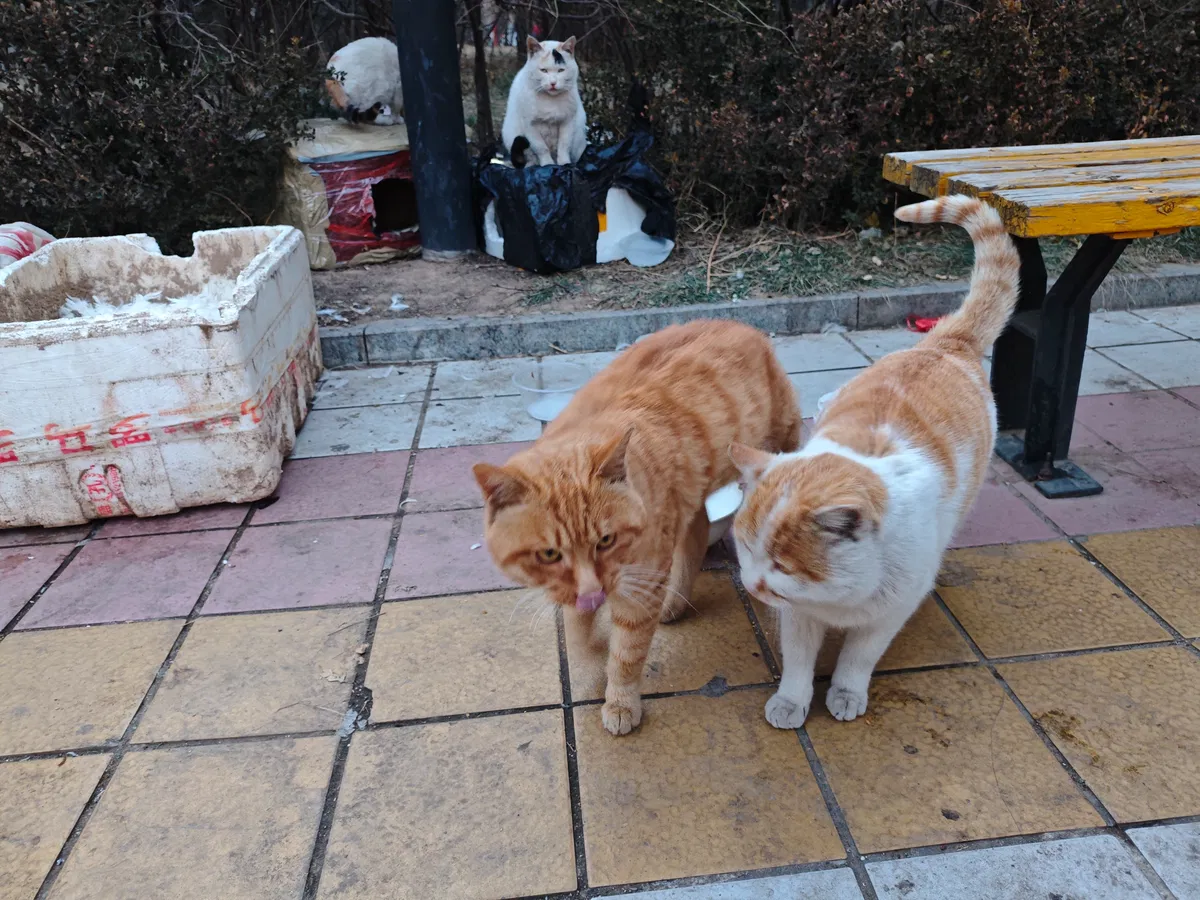 Avatar of Kittens