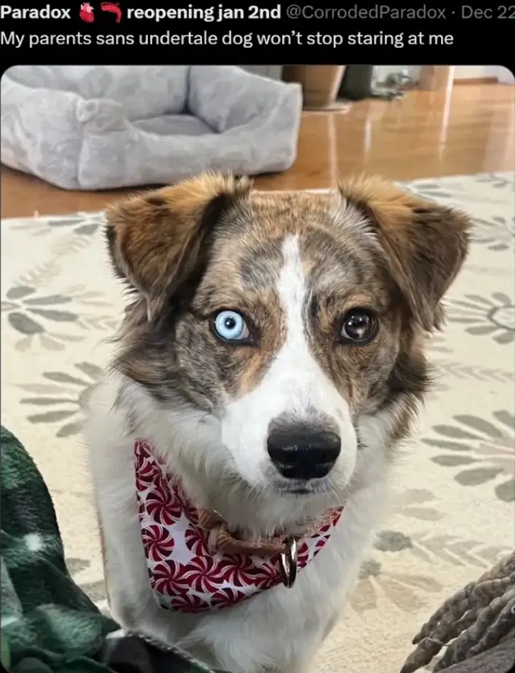 Avatar of Sans the dog