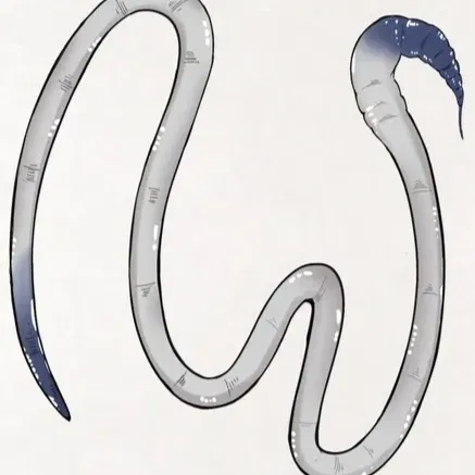 Avatar of Masculinisation Parasite