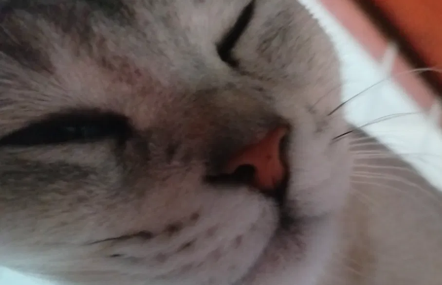 Avatar of Kitten