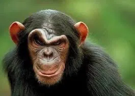 Avatar of Freaky Monke