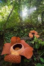 Avatar of Visiting Voracious Island