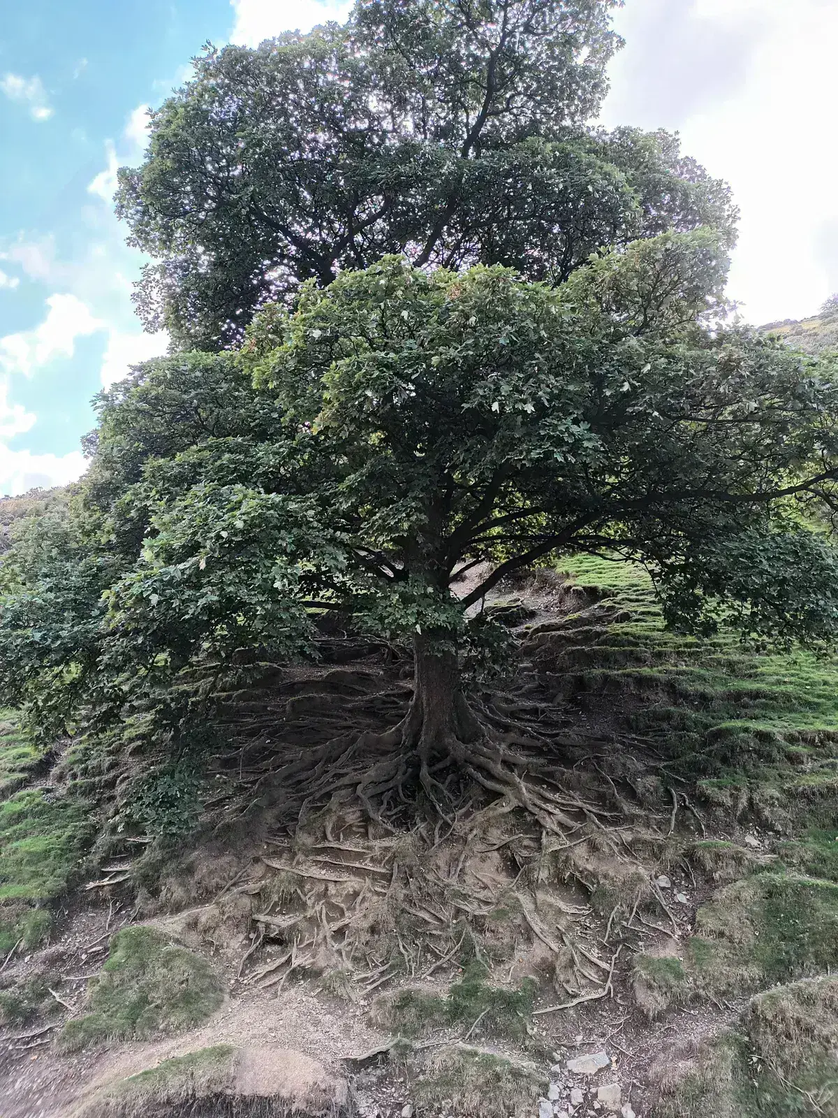 Avatar of All Knowing Tree of Knowledge