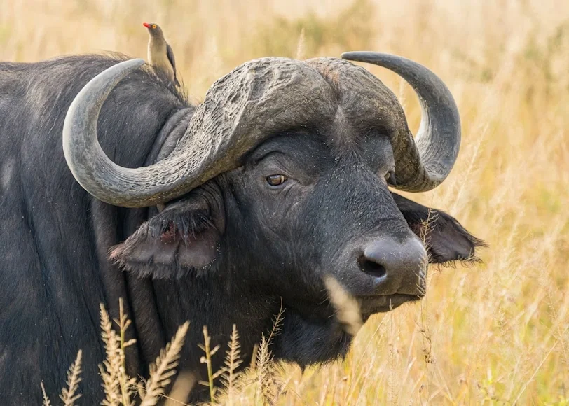 Avatar of African Buffalo (Syncerus caffer) : Encountering an African Buffalo in the African savannah