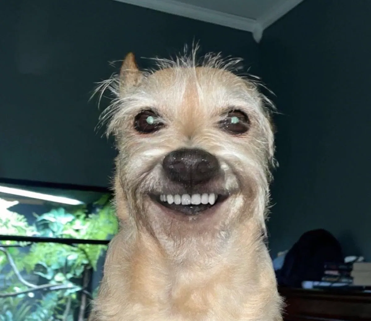 Avatar of Creepy old dog in attic