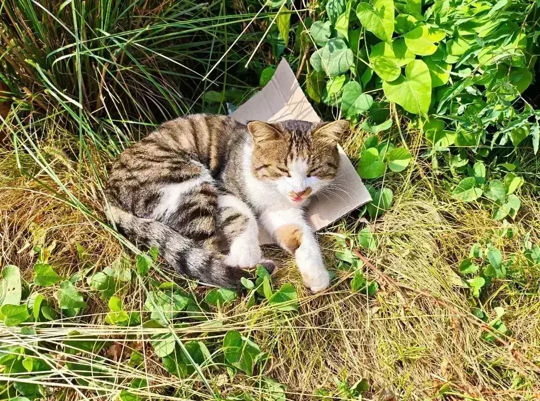 Avatar of Sleeping kitten.