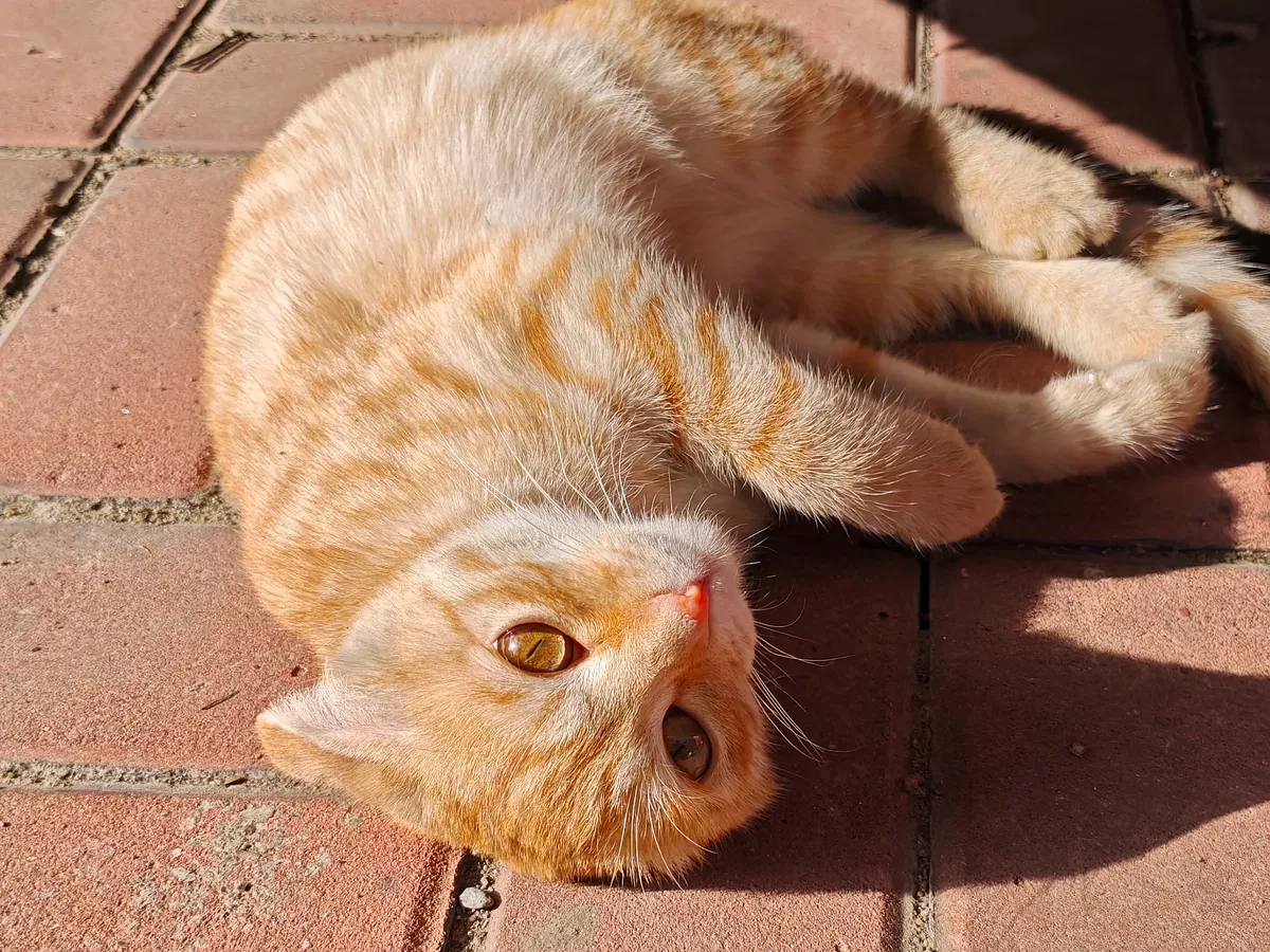 Avatar of Lovely cat.