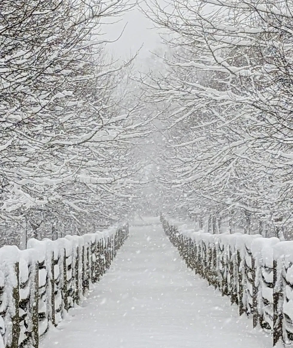 Avatar of Snow storm survival