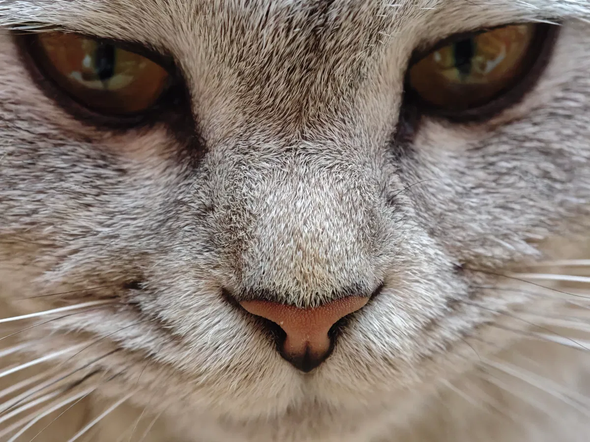Avatar of Meow, meow.