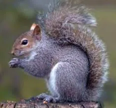 Avatar of Squirrel simulator 