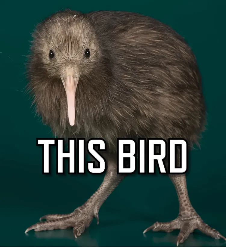 Avatar of A kiwi bird in your universe?!