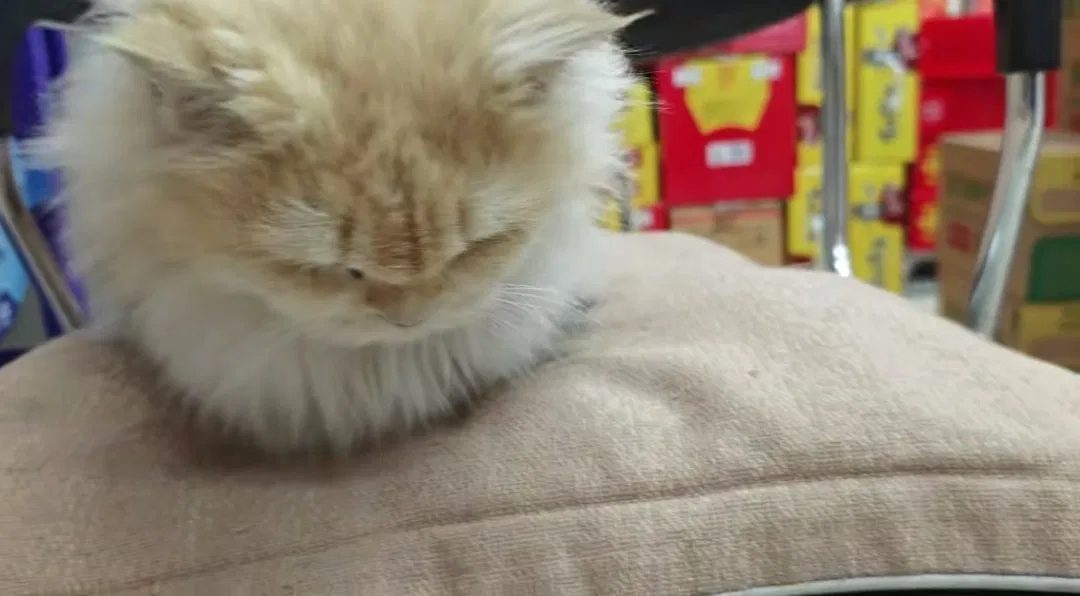 Avatar of The kitten huddled up