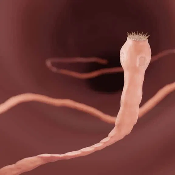 Avatar of Affectionate Tapeworm