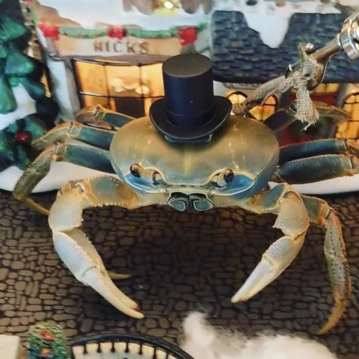 Avatar of A Crab Democracy