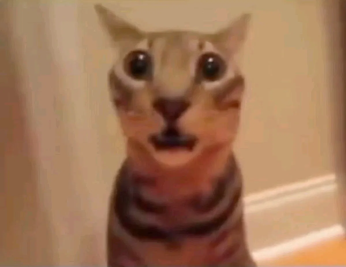 Avatar of Meow