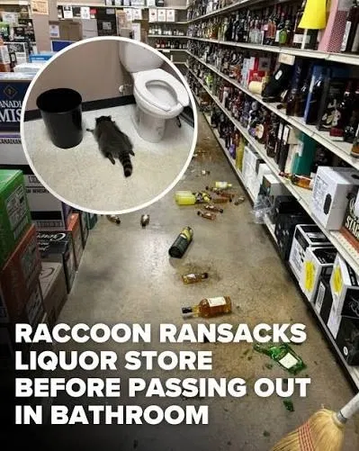 Avatar of Suggestions/ Trevor the racoon who Ransacked a liquor 
