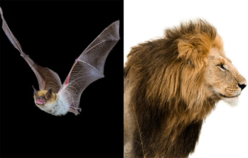 Avatar of Bat-Pride 