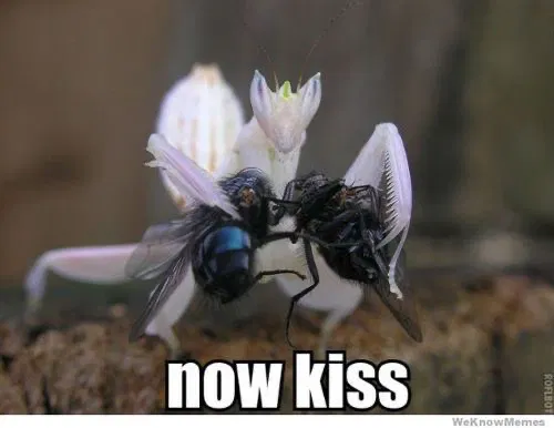 Avatar of Praying Mantis