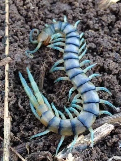 Avatar of 🐛Centipedetle🐛