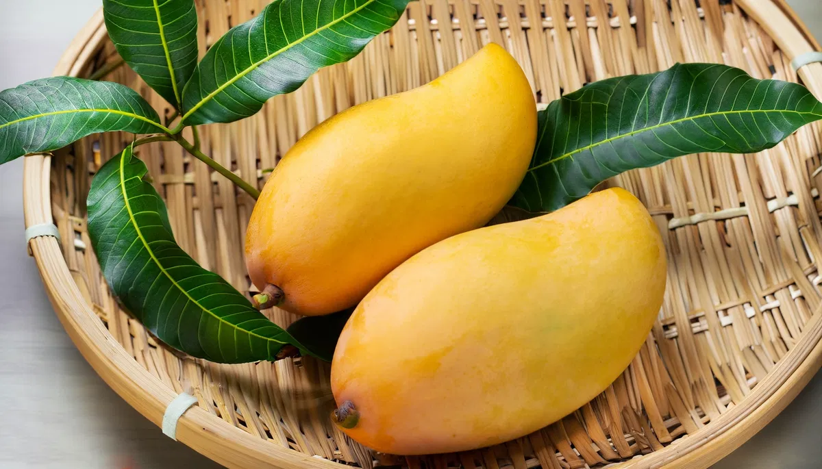 Avatar of A perfectly ripe mango