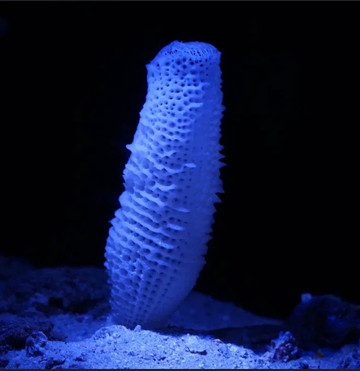 Avatar of a lonely mutated sea sponge