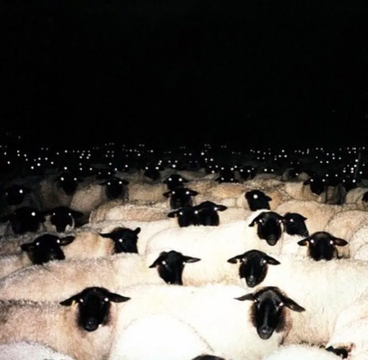 Avatar of Protect Your Flock 