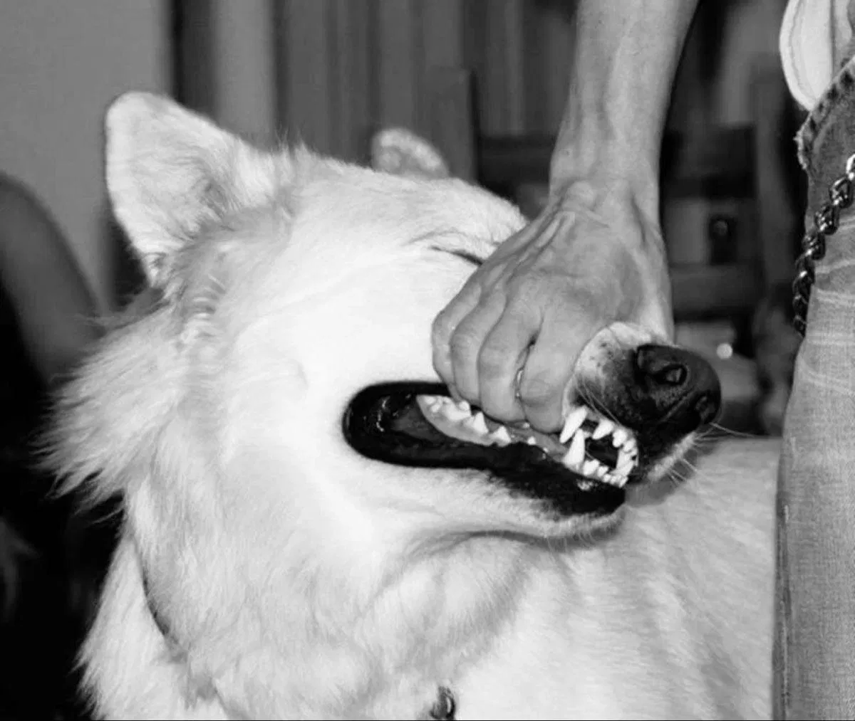 Avatar of I will bite 