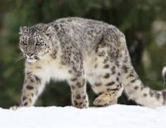 Avatar of Azazel the snow leopard 